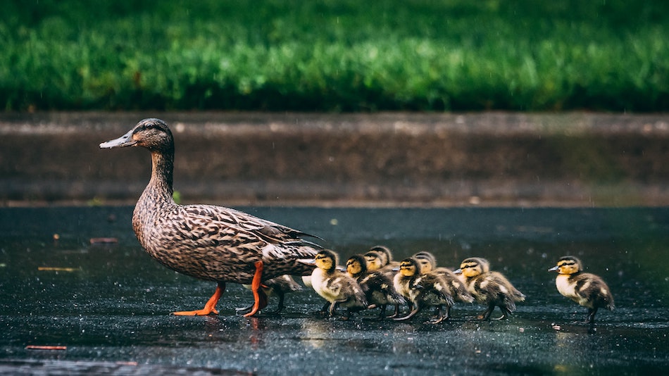 No duckling left behind