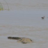 Crocodile - South African cricket tour