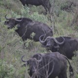 Wildebeest - South African cricket tour