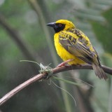 Yellow bird - South African cricket tour