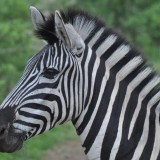 zebra - spotted on South African cricket tour