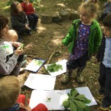 Forest School Identifying trees