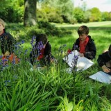 Drawing bluebells in Year 1