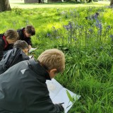 Drawing bluebells in Year 1