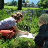 Drawing bluebells in Year 1