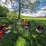 Drawing bluebells in Year 1