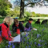 Drawing bluebells in Year 1