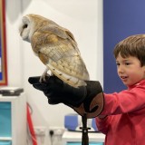 holding a barn owl in Year 2 castles project