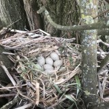 Coot chick eggs