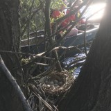 Coot chick eggs