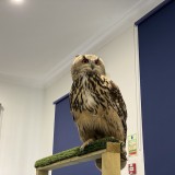 European eagle owl