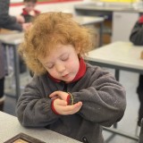 holding stick insect