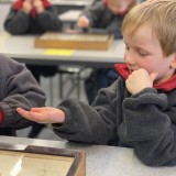 holding stick insect