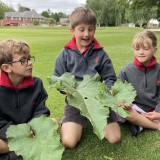 Butterflies with Year 2