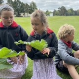 Butterflies with Year 2