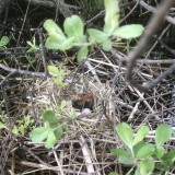 Baby coot chicks