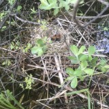 Baby coot chicks