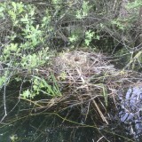 Baby coot chicks