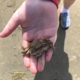 Y4 visit East Head and West Wittering