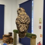 eagle owl