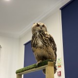 Eagle owl