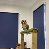 tawny owl