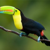 toucan