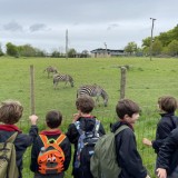 Zebras and exploration at Marwell Zoo