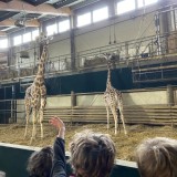 Giraffes and exploration at Marwell Zoo