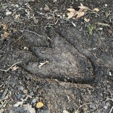 Dinosaur footprints in the woods.