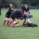 Boys U13 and U12 Rugby vs. Aldro