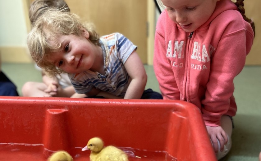 Ducklings and children swim at Nursery! | Westbourne House School