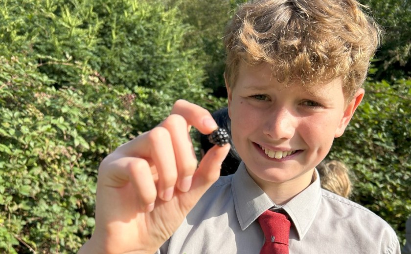 blackberry picking in English