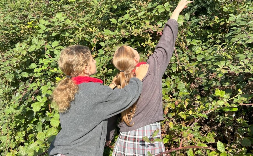 blackberry picking in English