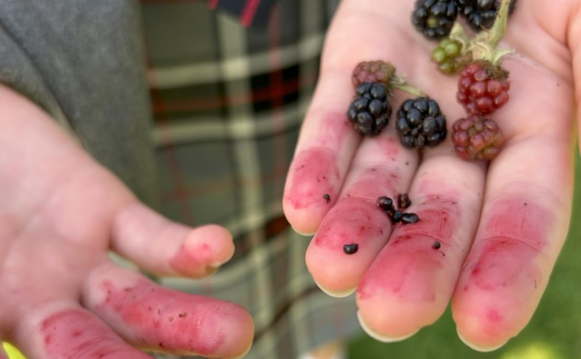 blackberry picking in English